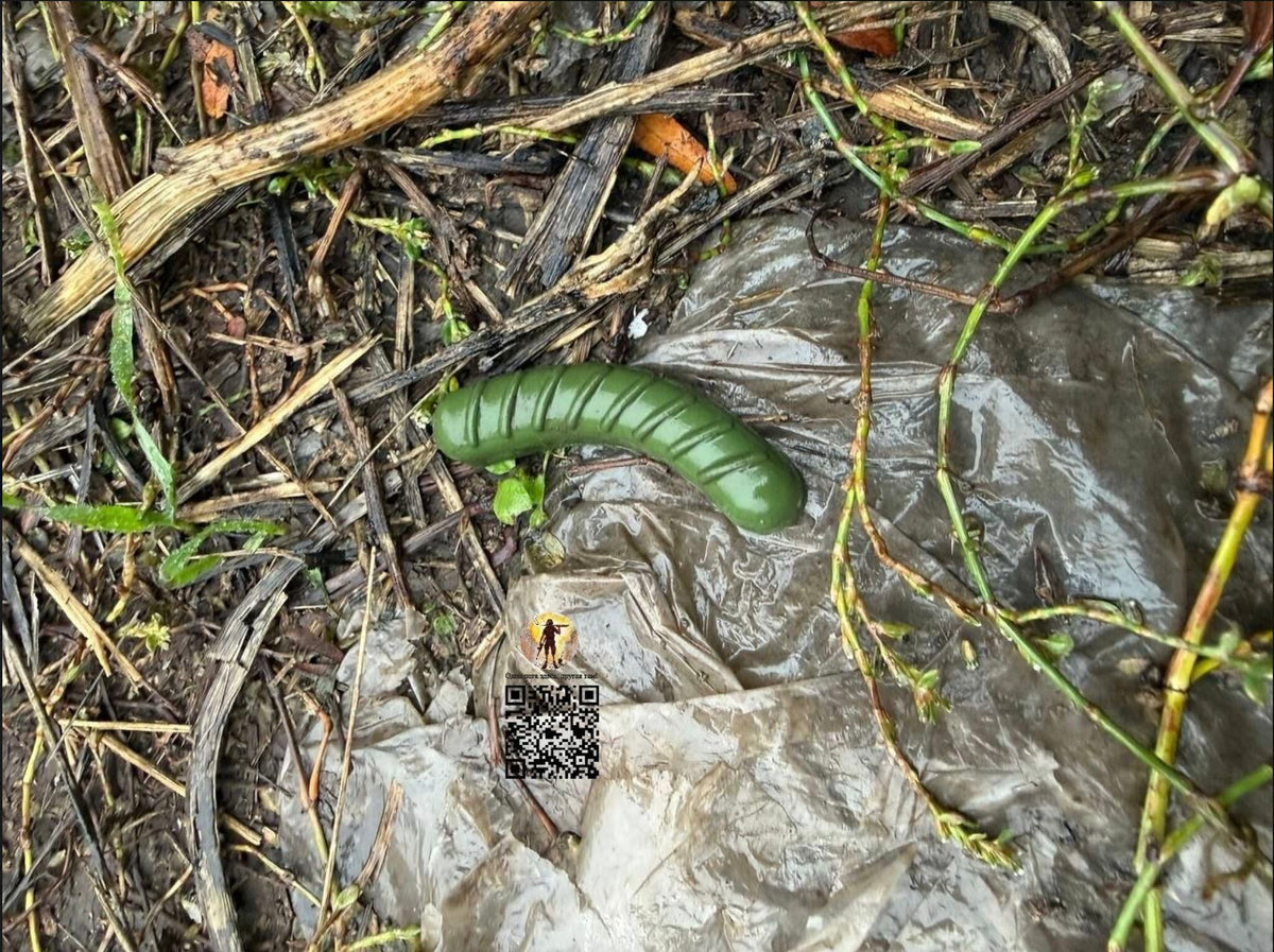 Caterpillar Mine